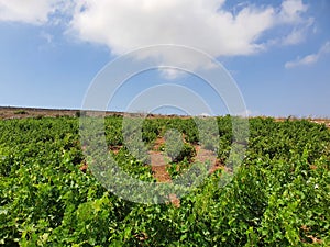 Vineyards at Akamas Pafos in Cyprus Republic