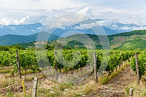 Vineyards in the Alazani Valley