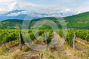 Vineyards in the Alazani Valley