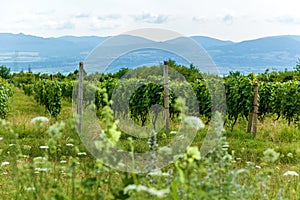 Vineyards in the Alazani Valley