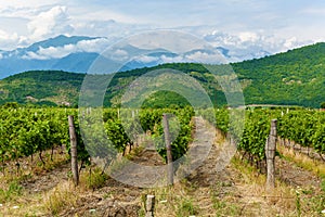 Vineyards in the Alazani Valley photo