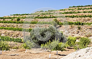 Vineyards of Alella