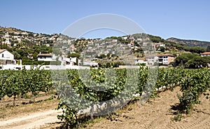 Vineyards of Alella