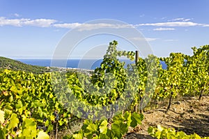 Vineyards Alella