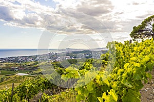 Vineyards of the Alella wine region in Spain