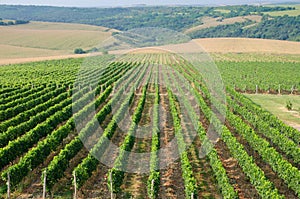 Vineyards along the Danube river in North East Bulgaria