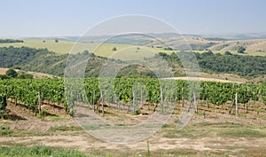 Vineyards along the Danube river in North East Bulgaria