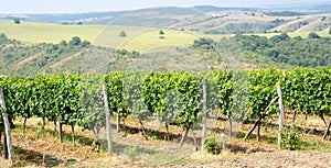 Vineyards along the Danube river in North East Bulgaria