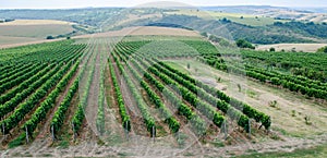 Vineyards along the Danube river in North East Bulgaria