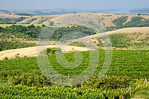 Vineyards along the Danube river in North East Bulgaria