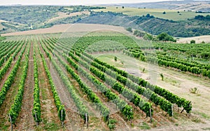 Vineyards along the Danube river in North East Bulgaria