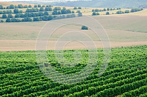 Vineyards along the Danube river in North East Bulgaria