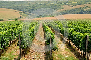 Vineyards along the Danube river in North East Bulgaria