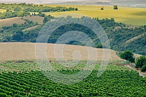 Vineyards along the Danube river in North East Bulgaria