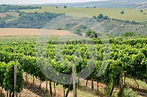 Vineyards along the Danube river in North East Bulgaria