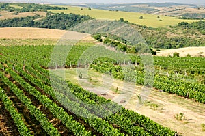Vineyards along the Danube river in North East Bulgaria