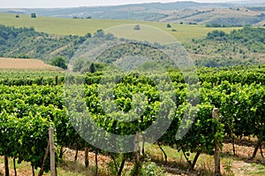 Vineyards along the Danube river in North East Bulgaria