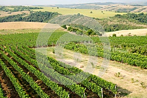 Vineyards along the Danube river in North East Bulgaria