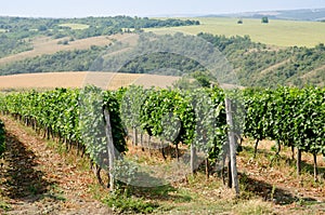 Vineyards along the Danube river in North East Bulgaria