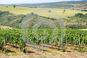 Vineyards along the Danube river in North East Bulgaria