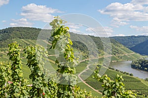 Vineyards along the Germanriver Moselle