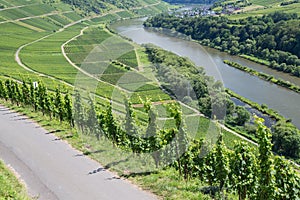 Vineyards along the Germanriver Moselle