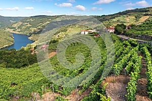Vineyards along Minho River, Ribeira Sacra in Lugo province, Spain photo