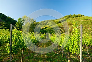 Vineyards along the mosel