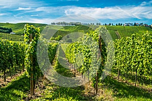 Vineyards along the Moselle river, Luxembourg