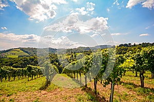 Vineyards along the South Styrian Wine Road in autumn, Austria