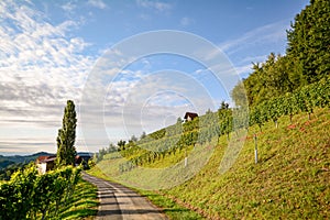 Vineyards along the South Styrian Wine Road in autumn, Austria