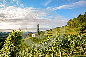 Vineyards along the South Styrian Wine Road in autumn, Austria