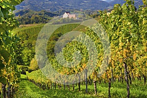 Vineyards along South Styrian Wine Road, a charming region on the border between Austria and Slovenia with green rolling hills,