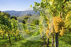 Vineyards along South Styrian Wine Road, a charming region on the border between Austria and Slovenia with green rolling hills,