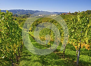 Vineyards along South Styrian Wine Road, a charming region on the border between Austria and Slovenia with green rolling hills,