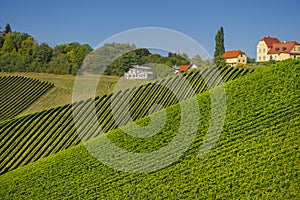 Vineyards along South Styrian Wine Road, a charming region on the border between Austria and Slovenia with green rolling hills,