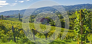 Vineyards along South Styrian Wine Road, a charming region on the border between Austria and Slovenia with green rolling hills,