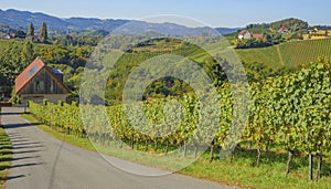 Vineyards along South Styrian Wine Road, a charming region on the border between Austria and Slovenia with green rolling hills,