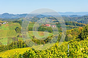 Vineyards along South Styrian Wine Road, a charming region on the border between Austria and Slovenia with green rolling hills,