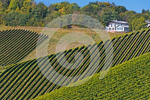 Vineyards along South Styrian Wine Road, a charming region on the border between Austria and Slovenia with green rolling hills,