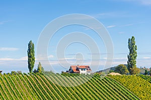 Vineyards along South Styrian Wine Road, a charming region on the border between Austria and Slovenia with green rolling hills,