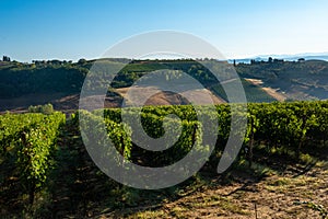 Vineyards along Via Francigena, San Gimignano, Tuscany, Italy