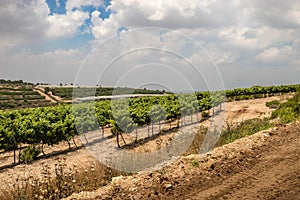 Vineyards along Way of the Patriarchs. Israel