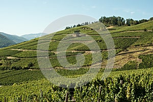 Vineyards in Alsace