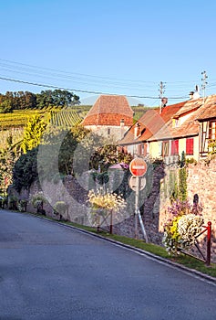 Vineyards by Alsace