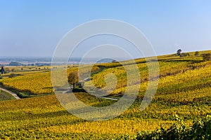 Vineyards of alsace - close to small village Hunawihr, France