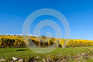 Vineyards of alsace - close to small village Hunawihr, France