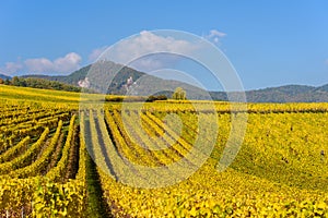 Vineyards of alsace - close to small village Hunawihr, France