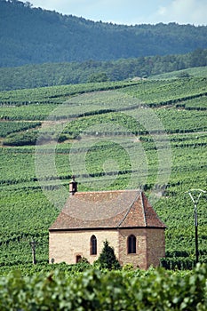 Vinedos en Francia 