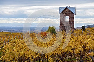 Vineyards of Alsace in late fall, France